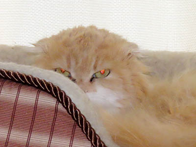 �肢�@���[���Ӓ�@�~�[�R