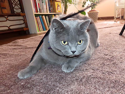 �肢�@���[���Ӓ�@�~�[�R