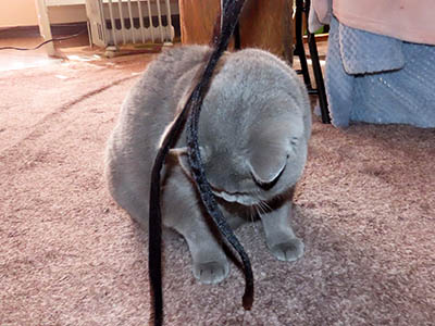 �肢�@���[���Ӓ�@�~�[�R