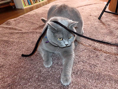 �肢�@���[���Ӓ�@�~�[�R