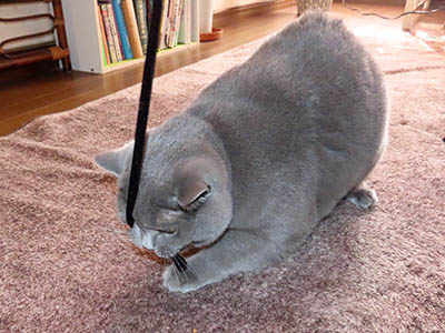 �肢�@���[���Ӓ�@�~�[�R