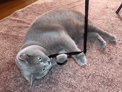 �肢�@���[���Ӓ�@�~�[�R