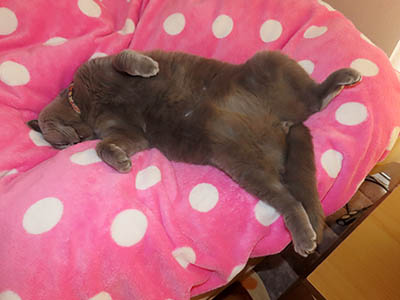 �肢�@���[���Ӓ�@�~�[�R