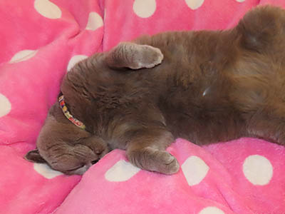 �肢�@���[���Ӓ�@�~�[�R