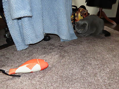 �肢�@���[���Ӓ�@�~�[�R