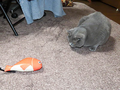 �肢�@���[���Ӓ�@�~�[�R