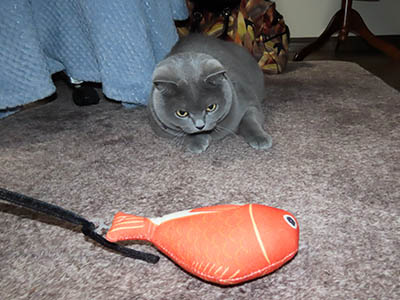 �肢�@���[���Ӓ�@�~�[�R