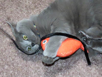 �肢�@���[���Ӓ�@�~�[�R