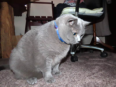 �肢�@���[���Ӓ�@�~�[�R