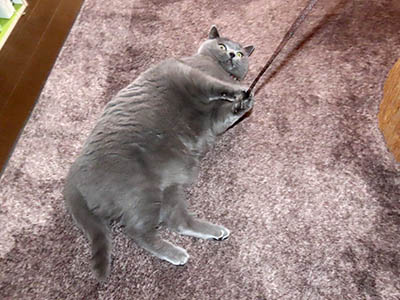 �肢�@���[���Ӓ�@�~�[�R