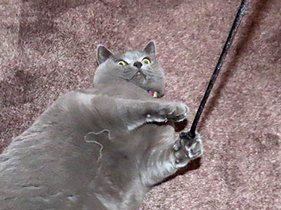 �肢�@���[���Ӓ�@�~�[�R