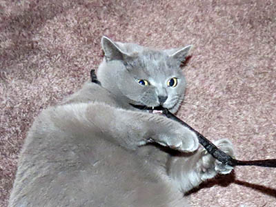 �肢�@���[���Ӓ�@�~�[�R