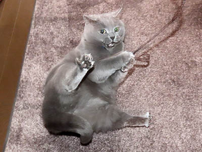 �肢�@���[���Ӓ�@�~�[�R