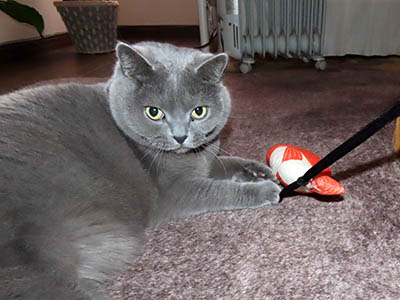 �肢�@���[���Ӓ�@�~�[�R