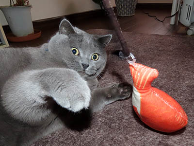 �肢�@���[���Ӓ�@�~�[�R