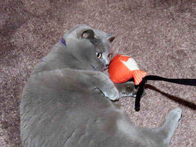 �肢�@���[���Ӓ�@�~�[�R