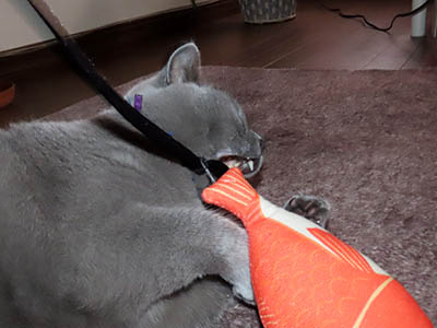 �肢�@���[���Ӓ�@�~�[�R