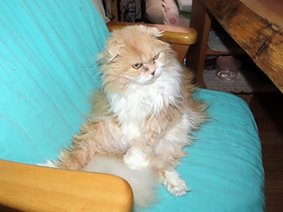 �肢�@���[���Ӓ�@�~�[�R