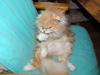 �肢�@���[���Ӓ�@�~�[�R