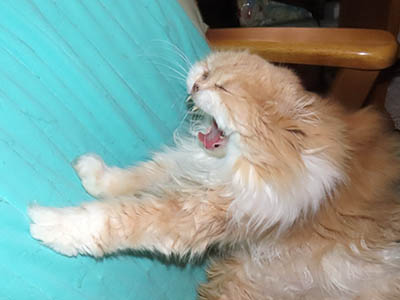 �肢�@���[���Ӓ�@�~�[�R