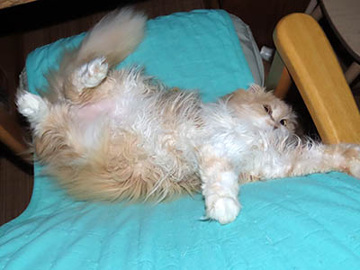 �肢�@���[���Ӓ�@�~�[�R