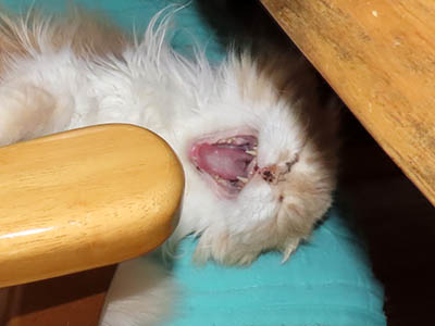 �肢�@���[���Ӓ�@�~�[�R