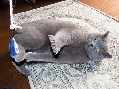 �肢�@���[���Ӓ�@�~�[�R