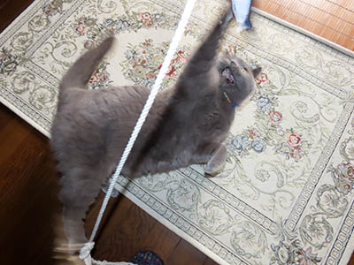 �肢�@���[���Ӓ�@�~�[�R