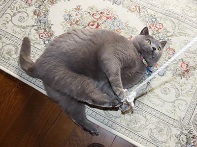 �肢�@���[���Ӓ�@�~�[�R