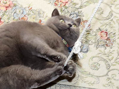 �肢�@���[���Ӓ�@�~�[�R