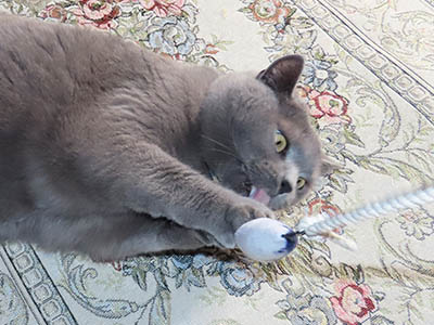 �肢�@���[���Ӓ�@�~�[�R