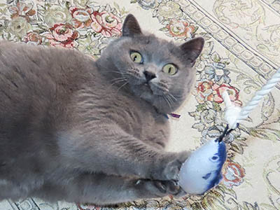 �肢�@���[���Ӓ�@�~�[�R