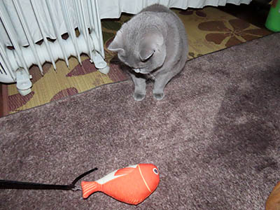 �肢�@���[���Ӓ�@�~�[�R