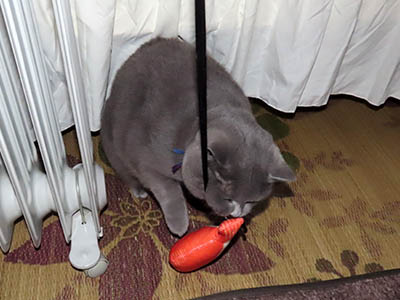 �肢�@���[���Ӓ�@�~�[�R