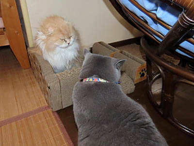 �肢�@���[���Ӓ�@�~�[�R