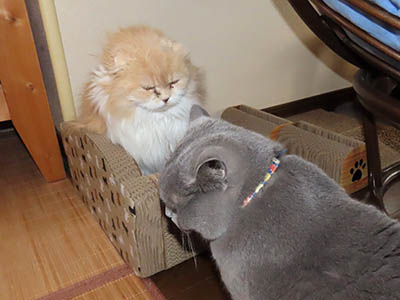 �肢�@���[���Ӓ�@�~�[�R