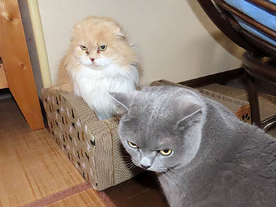 �肢�@���[���Ӓ�@�~�[�R