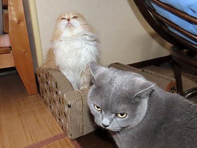 �肢�@���[���Ӓ�@�~�[�R