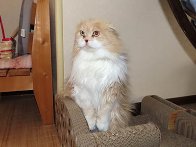 �肢�@���[���Ӓ�@�~�[�R