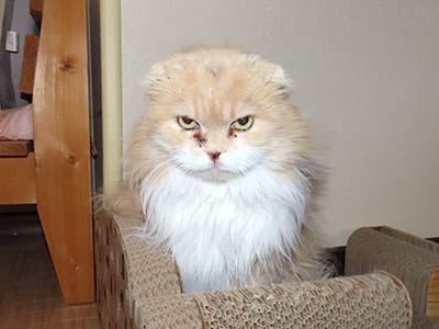 �肢�@���[���Ӓ�@�~�[�R