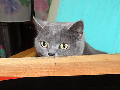 �肢�@���[���Ӓ�@�~�[�R