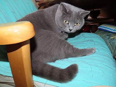 �肢�@���[���Ӓ�@�~�[�R