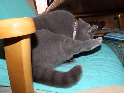 �肢�@���[���Ӓ�@�~�[�R