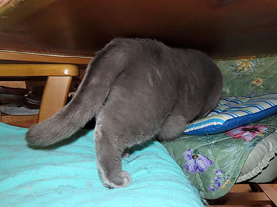 �肢�@���[���Ӓ�@�~�[�R