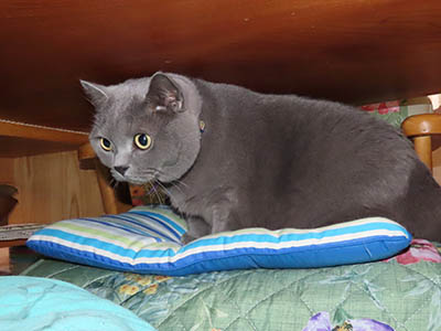 �肢�@���[���Ӓ�@�~�[�R