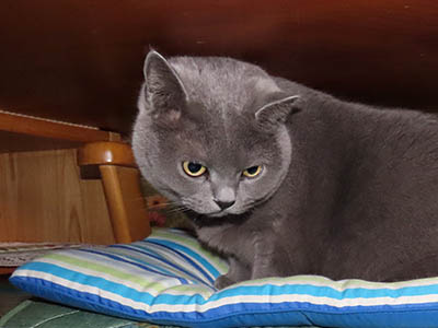 �肢�@���[���Ӓ�@�~�[�R