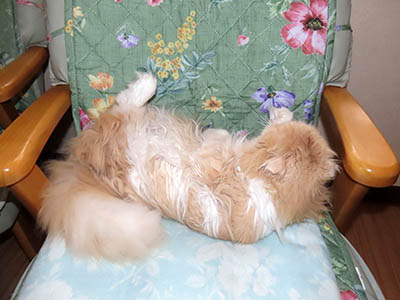 �肢�@���[���Ӓ�@�~�[�R