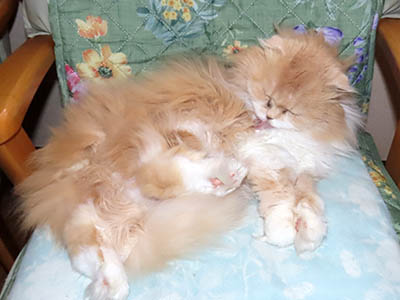 �肢�@���[���Ӓ�@�~�[�R