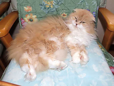 �肢�@���[���Ӓ�@�~�[�R