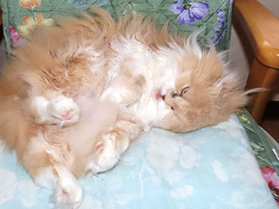 �肢�@���[���Ӓ�@�~�[�R